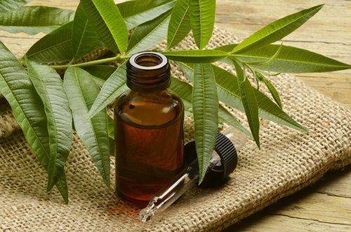 روغن درخت چای - آشنایی با خواص دارویی و درمانی آن